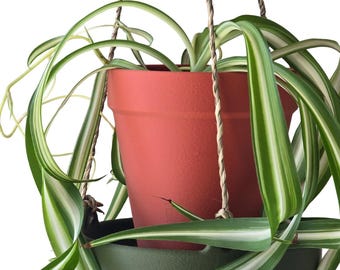 Hanging Plant Tray - Indoor hanging plant saucer for windowsill drip tray or catchall tray ***rope not included, tray only***