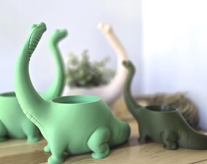 Firmiana Colorata (Sterculia Colorata) | 珍しい熱帯樹木の苗木