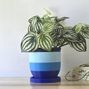 Indoor Planter with Drip Tray - Trendy Inspired Modern Indoor Flowerpot for Home Decor. Minimalist self-watering planter. Succulent planter
