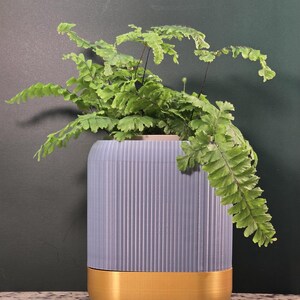 May include: A light blue planter with a gold rim, featuring a ribbed design, holds a green fern plant.