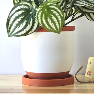 May include: A cylindrical ceramic plant pot with a matte white upper section and a terracotta-colored base and matching saucer. A green and white patterned Peperomia argyreia plant sits inside the pot, with its leaves extending over the rim.