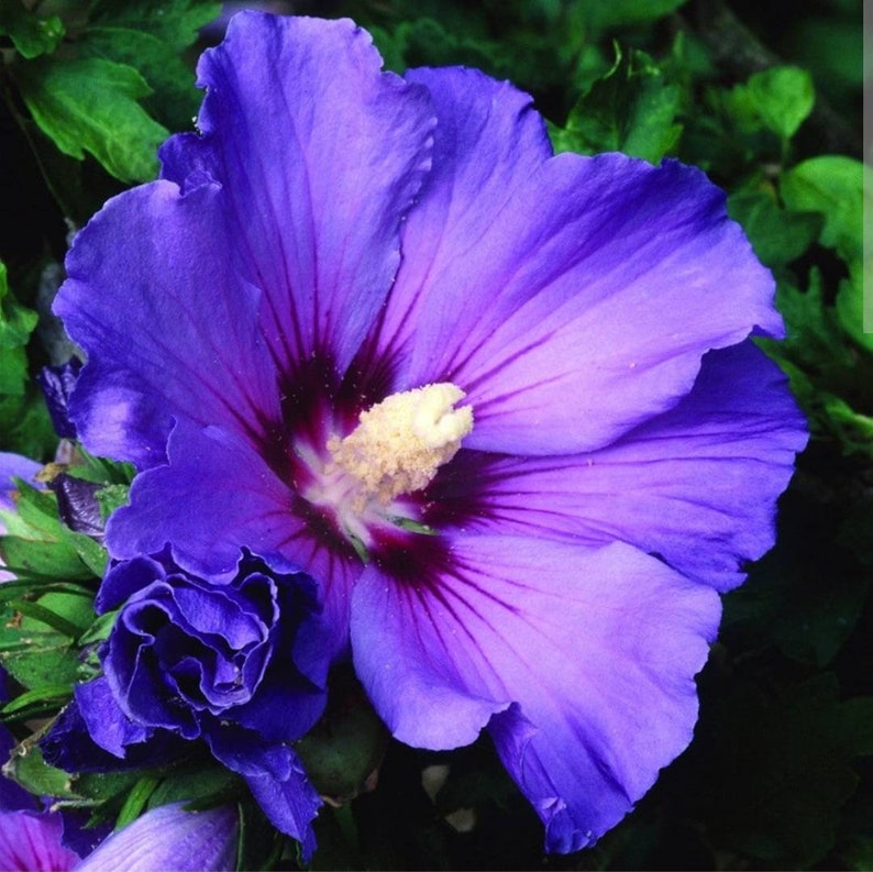 Blue Pink Murrini, Blue Hibiscus Flower Murrini Slices, Bullseye Glass, COE 90, Murrine, Milliefiore, 25g Ready to Post, UK Seller image 5
