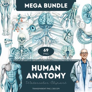 Paquete de imágenes prediseñadas de anatomía humana, estilo acuarela, PNG, órganos del cuerpo, esqueleto, cerebro, pulmones, corazón, médico, enfermera, estudiante, imprimible
