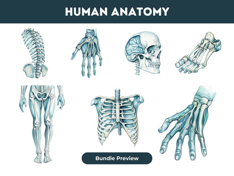 Human Anatomy Clipart Bundle Watercolor Style PNG Body Organs Skeleton ...