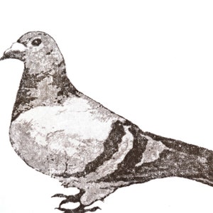 urban pigeon unique hand-pressed thermal transfer print derived from original drawing, minimal modern art for city living image 3