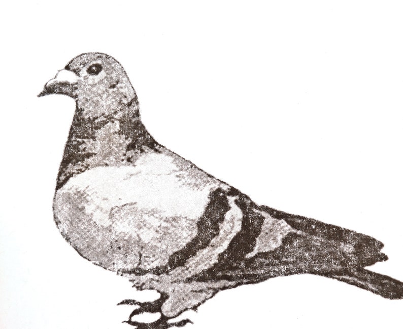 urban pigeon unique hand-pressed thermal transfer print derived from original drawing, minimal modern art for city living image 3