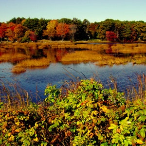 New England Fall Marsh set of Four 5x7 photo cards. image 2