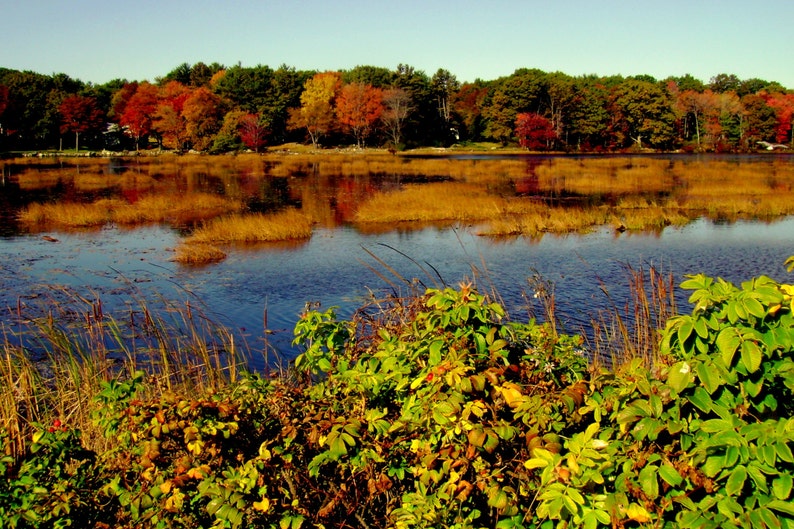 New England Fall Marsh set of Four 5x7 photo cards. image 2