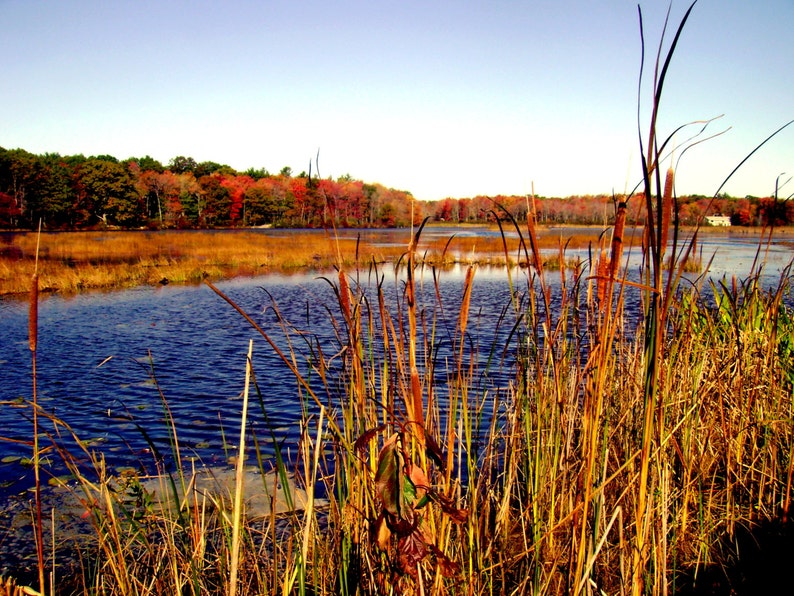 New England Fall Marsh set of Four 5x7 photo cards. image 4