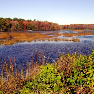 New England Fall Marsh set of Four 5x7 photo cards. image 3