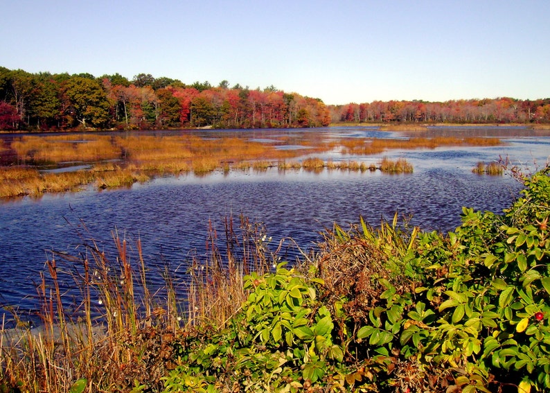 New England Fall Marsh set of Four 5x7 photo cards. image 3