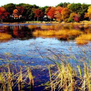 New England Fall Marsh set of Four 5x7 photo cards. image 1