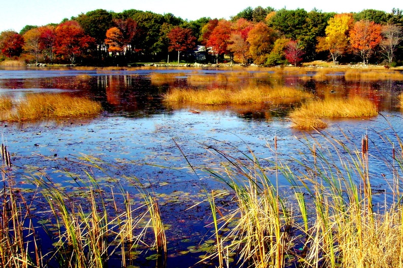 New England Fall Marsh set of Four 5x7 photo cards. image 1