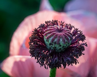 Arte de parede com papoula rosa | Impressão fotográfica floral macro ou arte em metal