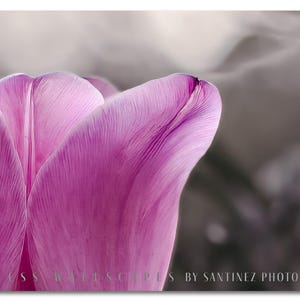 Pink Tulip Close-Up | Tulip wall art | Botanical Flower Wall Art | Nature Photography Print for Home or Office Déco