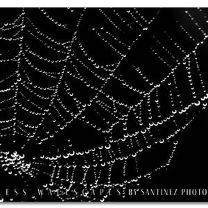 Arte mural de telaraña en blanco y negro / Fotografía macro de gotas de rocío / Impresión minimalista de naturaleza