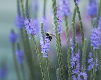 Bumble Bee Lavender Garden Photo: Fine Art Giclee Print
