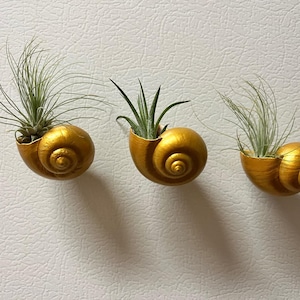 May include: Three gold seashells with air plants growing inside. The shells are mounted on a white wall.