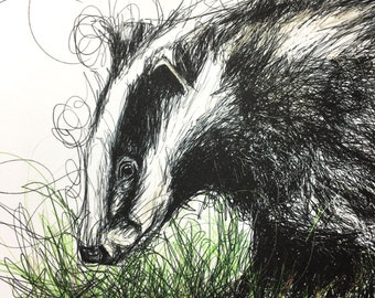 Badger A3 Pen and Ink Illustration Print Limited Edition