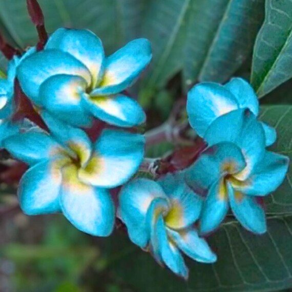 thumbnail image 2 of 5 Blue & Yellow Plumeria Seeds - Perennial Flower Seeds, Easy Grow, Indoor/Outdoor, US Seller 2 of 5