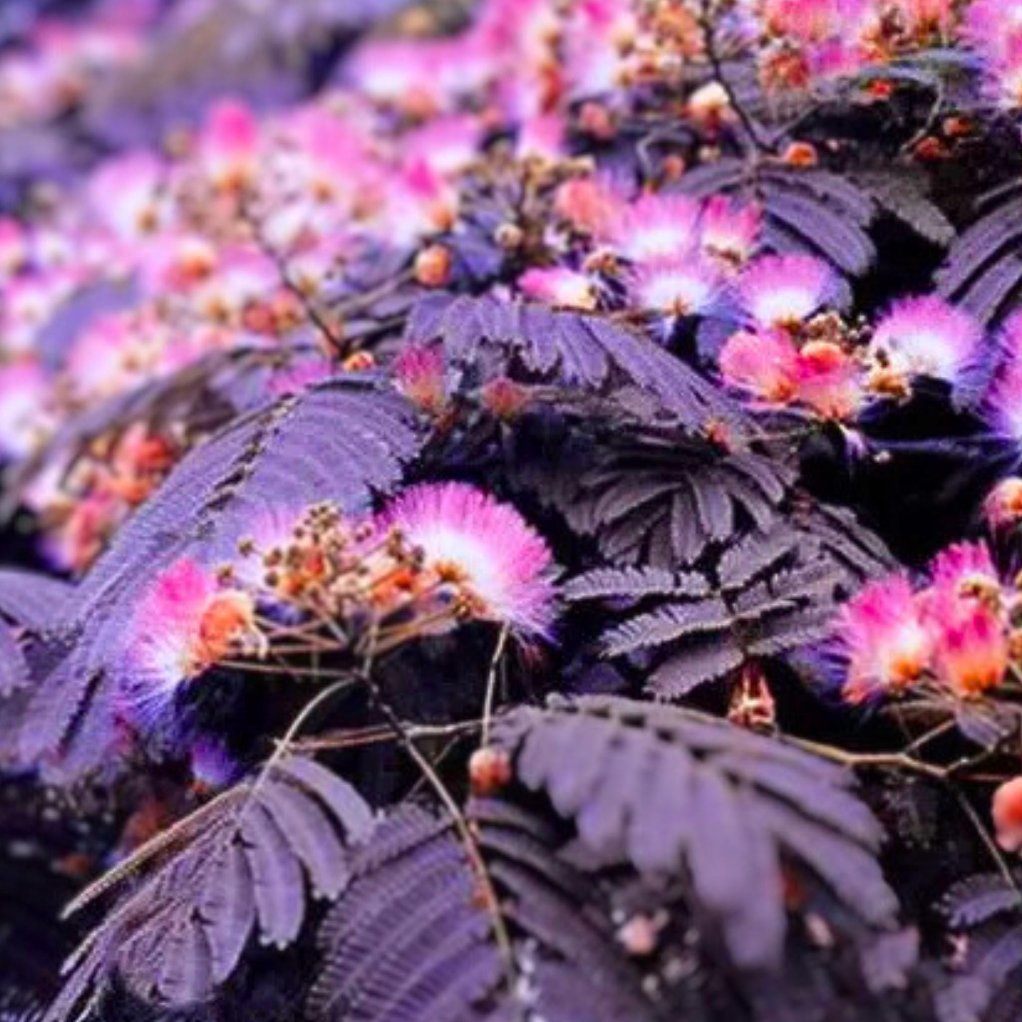 Summer Chocolate Mimosa Silk Tree Albizia Julibrissin 10 Seeds