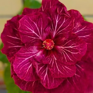 ダブルダークピンクハイビスカスフラワー多年生花20粒