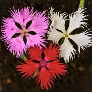 Fringed Pink Fresh Flower 100 Seeds