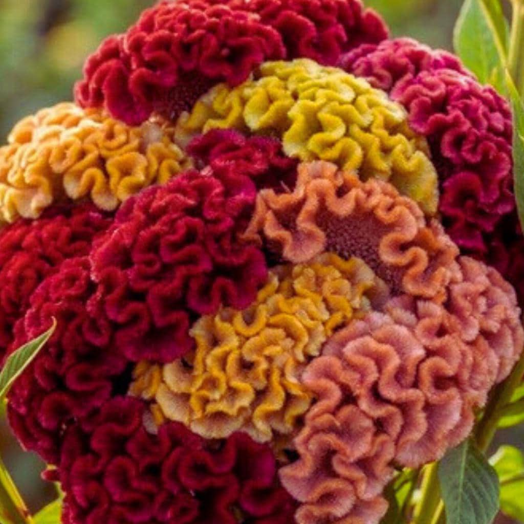Celosia Cristata Mix (cockscomb) – Heirloom Cut Flower & Dried Flower ...