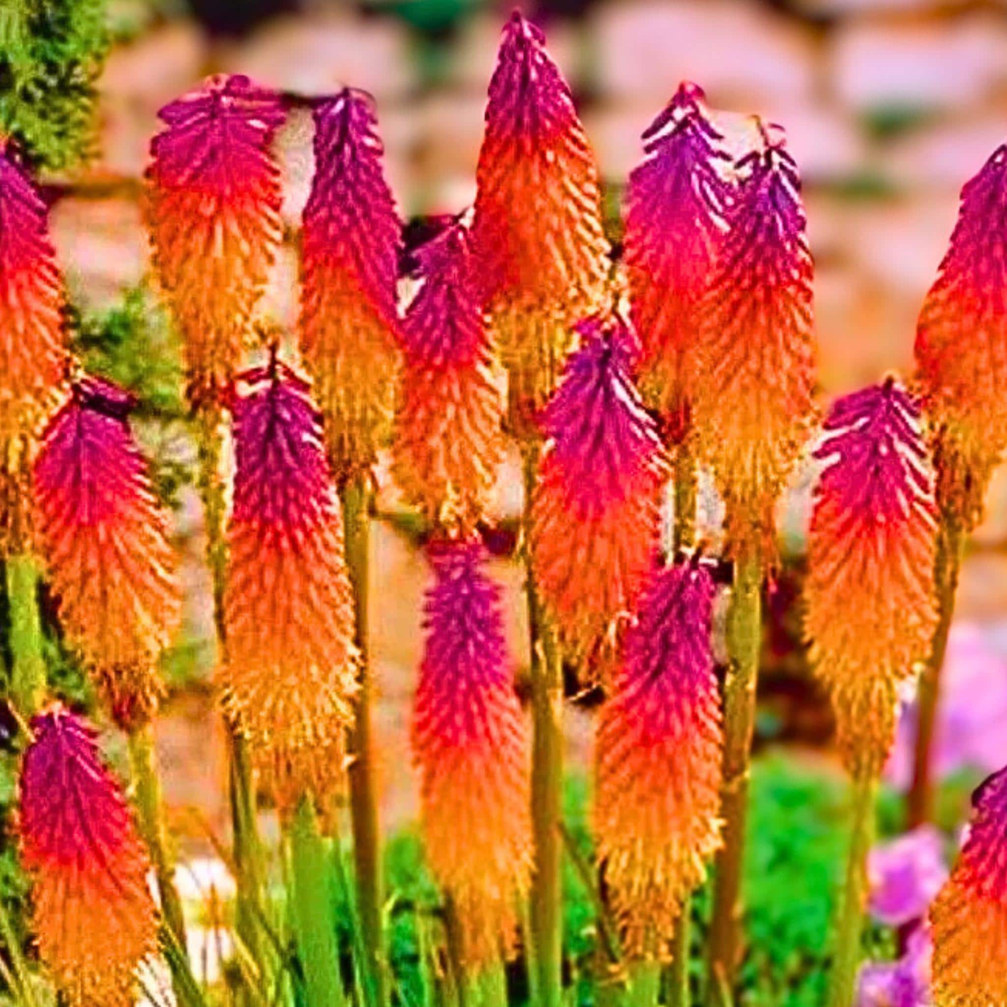 Orange Purple Hot Poker Torch Lily Flower Seeds Perennial 25 Seeds