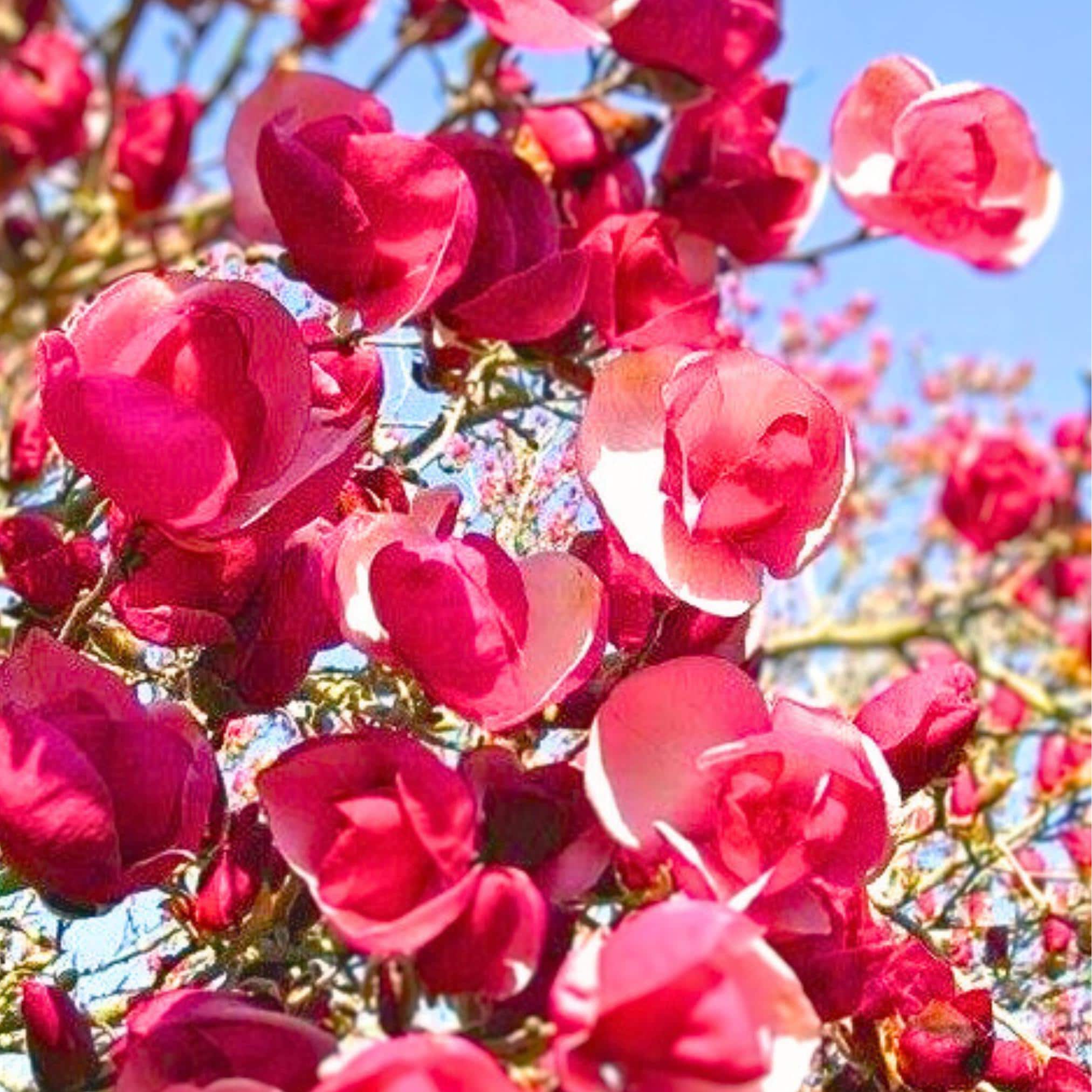 Alexandra Red Magnolia Lily Flower Tree Seeds