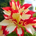 Red White Leaves Hosta Plant Rare 150 Seeds product logo