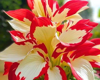 Red White Leaves Hosta Plant Rare 150 Seeds