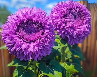 Enchanting Purple Giant Teddy Bear Sunflower Plant 50 Seeds