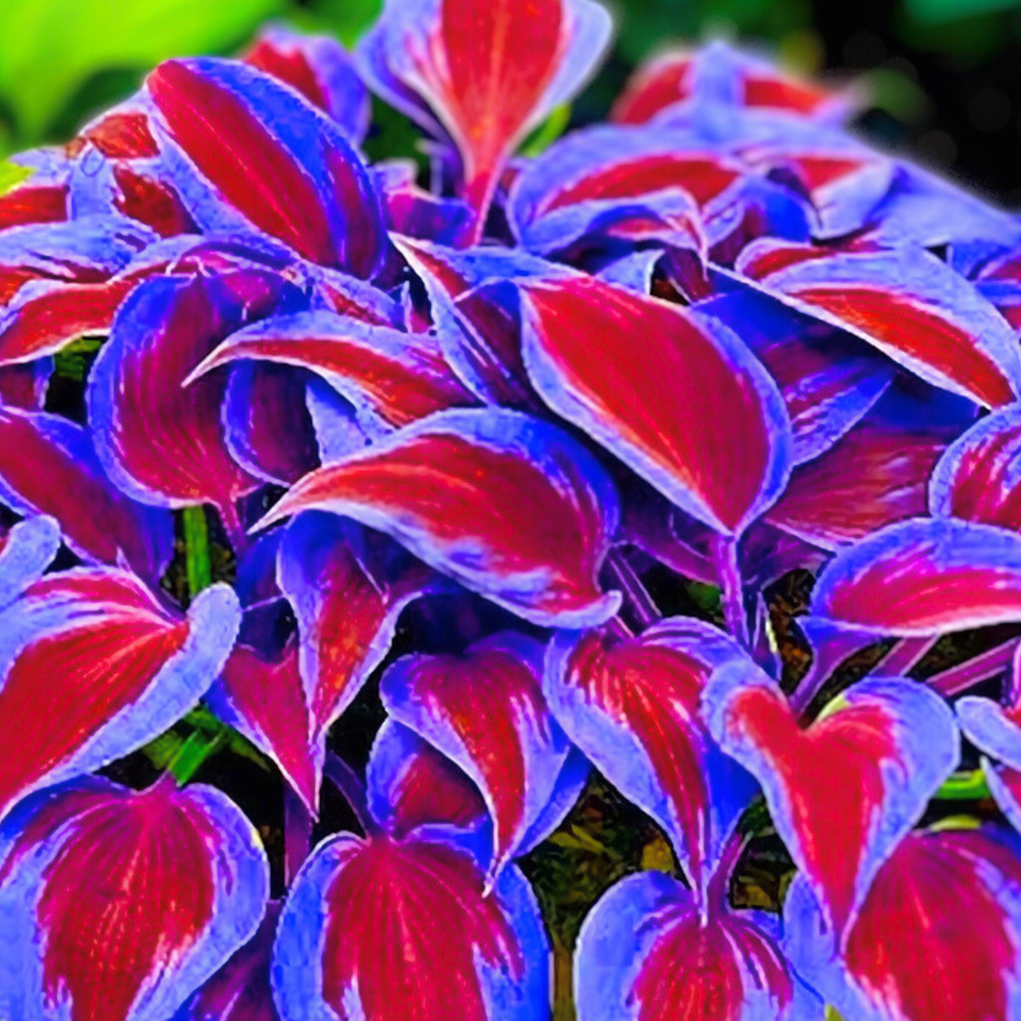 Deep Red and Blue-Green Foliage Mix Hosta Plant 150 Seeds