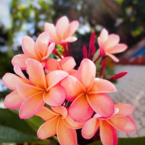 Pianta di fiori di Plumeria rosa chiaro arancione 5 semi