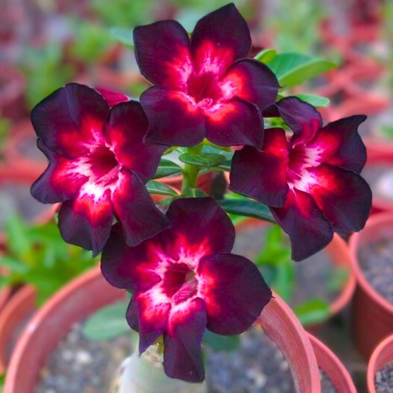 Adenium - Etsy