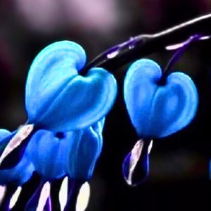 Blaues Tränendes Herz Dicentra Spectabilist Blumenstaude 25 Samen
