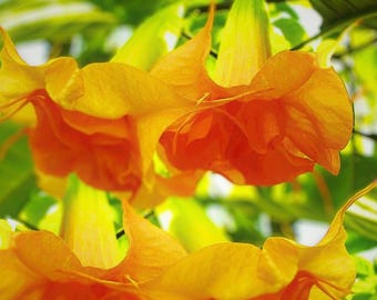 Double Bright Yellow Orange Angel Trumpet Flowers 10 Seeds