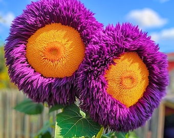 Enchanting Purple Yellow Teddy Bear Big Rare Sunflower 50 Seeds