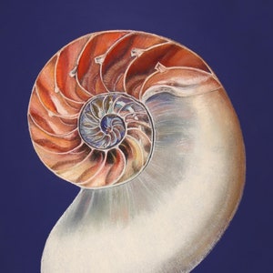 Juego de 9 postales con conchas: arte inspirado en el océano, regalo perfecto para amantes de la playa y compradores con conciencia ecológica