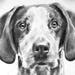 see more listings in the Pet portraits section