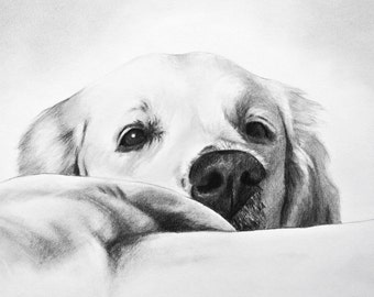 Dog portraits - commission a portrait from your favorite photograph