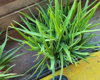 Extra Large Organic Aloe Vera Plant (15 Gallon Bare Root) 3-5 Year Old Aloe  Vera Barbadensis Miller - Etsy