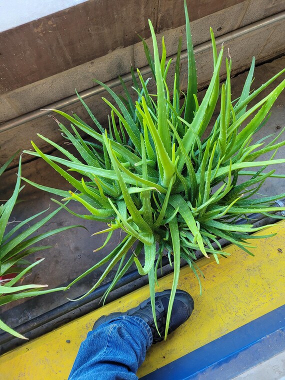 indoor starter plants Grow Light Stand for Seed Starting