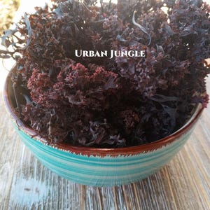 Organic Wildcrafted Whole Leaf Irish Moss Chondrus Crispus