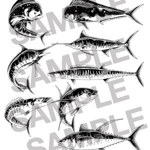 May include: Black and white line drawings of various fish, including a mahi-mahi, marlin, tuna, and swordfish.