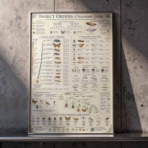 May include: A framed poster titled "INSECT ORDERS: A TAXONOMIC GUIDE." The poster features detailed illustrations and diagrams of various insect orders, including butterflies, beetles, and ants. The poster is designed with a scientific and educational aesthetic, perfect for entomology enthusiasts.