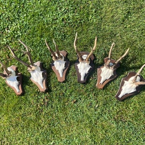 Könnte beinhalten: Sechs montierte Hirschgeweihe auf Holzplatten mit weißem Hintergrund. Die Geweihe sind in einer Reihe auf einer grünen Grasfläche angeordnet.