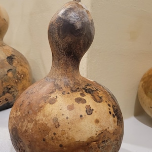 Calabash Gourd 4-6&quot;