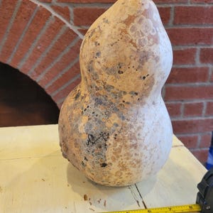 Calabash Gourd 6-7&quot; - Unique Shape